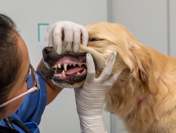 Jamestown Pet Dentist